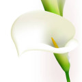 Calla Lily